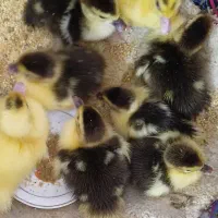 جوجه اسراییلی لاهیجان
