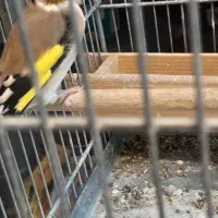 سهره گل بلند نر|پرنده|شیراز, شهرک جماران|دیوار