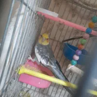 عروس هلندی|پرنده|مشهد, جاهد شهر|دیوار