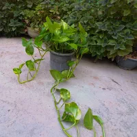تعدادی گل با قیمت استثنایی