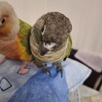 طوطی گرینچیک|پرنده|فردیس, قریشی|دیوار