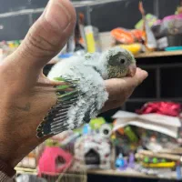 فروش طوطی راحب و خورشیدی سرلاکی درجه یک|پرنده|چالوس, |دیوار