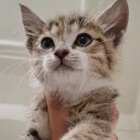 بچه گربه بی پناه رایگان