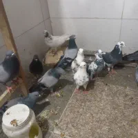 کبوتر پرشی|پرنده|اسلام‌شهر, زرافشان|دیوار