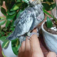 جوجه سرلاکی