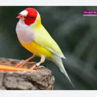 فنچ گلدین ابی