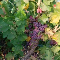 فروش باغ تجره|فروش زمین و ملک کلنگی|خرم‌آباد, |دیوار