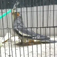 معاوضه عروس هلندی با قناری یا سهره