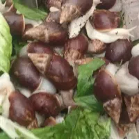 فروش حلزون