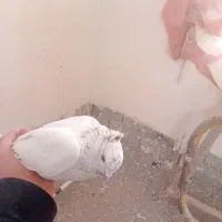 حدود۱۳ عدد کبوتر ناب و ساعتی همه چیز از عکس مشخصه