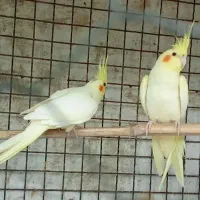 عروس هلندی