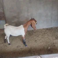 بز پاکستانی اصیل