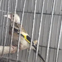 سهره نر جنس و جوجه گلبسر تکثیر قفس
