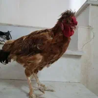 خروس جوانه قلدر|حیوانات مزرعه|کاشمر, |دیوار