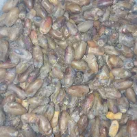 خرما کروت تمیز