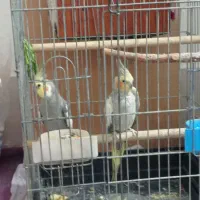 عروس هلندی جفت