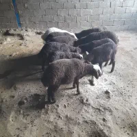 ۱۰ عدد میش بره مهربانی ۶ عدد شک ۴ عدد میش جوان|حیوانات مزرعه|کوهدشت, |دیوار