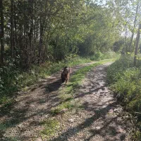 اجاره ویلا|اجارهٔ کوتاه‌مدت ویلا و باغ|احمدسرگوراب, |دیوار