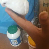 عروس هلندی آلبینو چشم سورخ