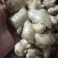 زنجبیل تازه
