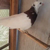 یک جفت کبوتر طوقی سرخ|پرنده|مشهد, تربیت (صدف)|دیوار