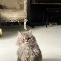 گربه بریتیش لانگ هیر|گربه|کرج, عظیمیه|دیوار