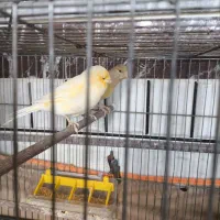 جفت قناری مولد درجه یک