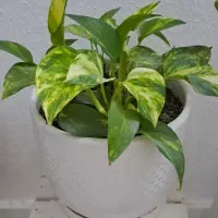 گل طبیعی|گل و گیاه طبیعی|گلبهار, شهر جدید گلبهار|دیوار