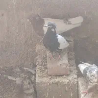 کبوتر|پرنده|خاش, |دیوار