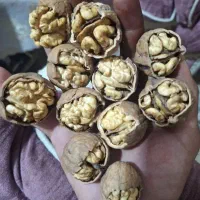 گردو تازه درجه یک توپره کاغذی۳۰۰