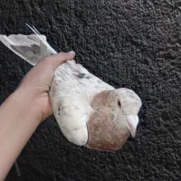 کبوتر|پرنده|رباط‌کریم, شترخوار|دیوار