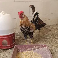 خروس گلین مرغ رسمی