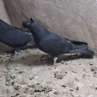 جوجه|پرنده|کاشان, درب اصفهان|دیوار