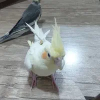 عروس هلندی
