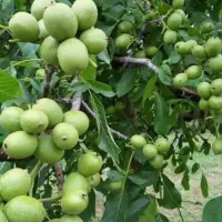 نهال گردو فرنور و چندلر|خدمات باغبانی و درختکاری|سرخنکلاته, |دیوار