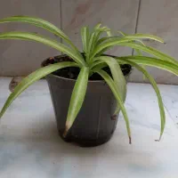 گلها