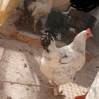 فروش مرغ خروس فوری|حیوانات مزرعه|مسجد سلیمان, |دیوار