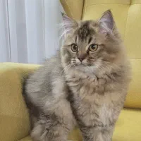 گربه نژاد دار جهت جفت گیری|گربه|قم, پردیسان|دیوار