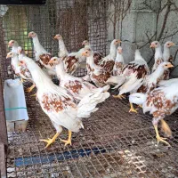 فروش یوکوهاما|حیوانات مزرعه|رامسر, |دیوار