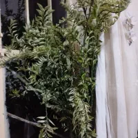 گل خوشکل زیبا