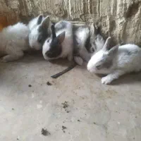 خرگوش‌لپ|موش و خرگوش|زاهدان, |دیوار
