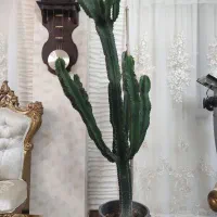 کاکتوس افوربیا|گل و گیاه طبیعی|رشت, علی آباد|دیوار
