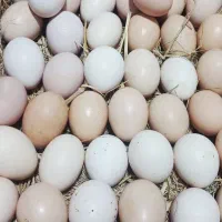 تخم مرغ محلی نطفه دار