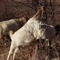 بز‌پاکستانی‌اصل‌جنس‌به‌فروش‌می‌رسد.