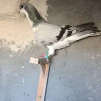کفتر ساده سبز
