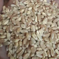 گندم پیشگام