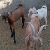 کره نر