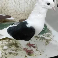 پشت کاکلی نر|پرنده|فرح دشت, |دیوار