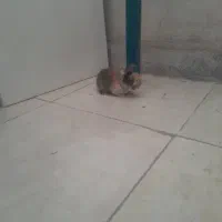 خرگوش لوپ بامزه