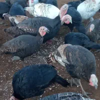 فروش بوقلمون|حیوانات مزرعه|شوط, |دیوار